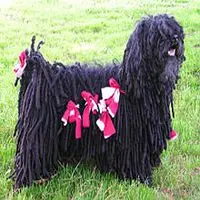 A photograph of the Puli