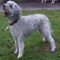 A photograph of the Pumi