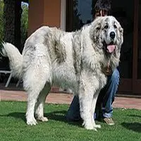A photograph of the Pyrenean Mastiff
