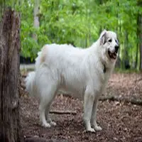 A photograph of the Pyrenean Mountain Dog
