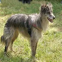 A photograph of the Pyrenean Sheepdog
