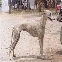 A photograph of the Rampur Greyhound