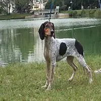 A photograph of the Rastreador Brasileiro