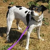 A photograph of the Rat Terrier