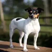 A photograph of the Ratonero Murciano