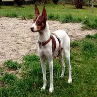 A photograph of the Ratonero Valenciano