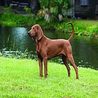 A photograph of the Redbone Coonhound