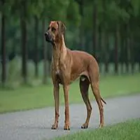 A photograph of the Rhodesian Ridgeback