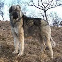 A photograph of the Romanian Carpathian Shepherd