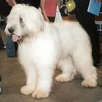 A photograph of the Romanian Mioritic Shepherd