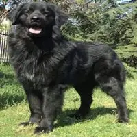A photograph of the Romanian Raven Shepherd