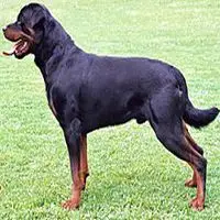 A photograph of the Rottweiler