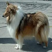 A photograph of the Rough Collie