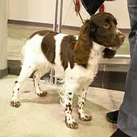 A photograph of the Russian Spaniel