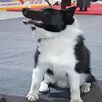 A photograph of the Russo-European Laika