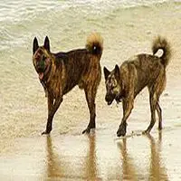 A photograph of the Ryukyu Inu