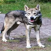 A photograph of the Saarloos wolfdog