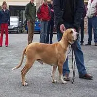 A photograph of the Sabueso Español