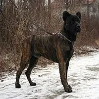A photograph of the Saint Miguel Cattle Dog