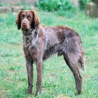 A photograph of the Saint-Usuge Spaniel