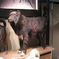 A photograph of the Sakhalin Husky