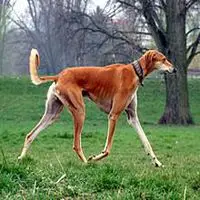 A photograph of the Saluki