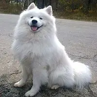 A photograph of the Samoyed