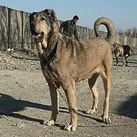 A photograph of the Sarabi dog