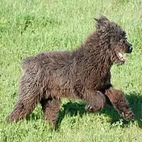 A photograph of the Sardinian Shepherd Dog