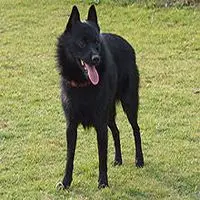 A photograph of the Schipperke