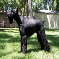 A photograph of the Schnauzer (Giant)