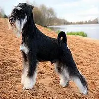 A photograph of the Schnauzer (Miniature)