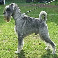 A photograph of the Schnauzer (Standard)