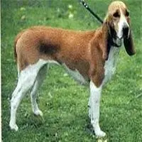 A photograph of the Schweizer Laufhund