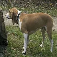 A photograph of the Schweizerischer Niederlaufhund