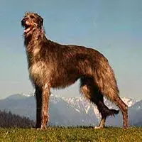 A photograph of the Scottish Deerhound