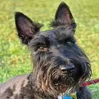 A photograph of the Scottish Terrier