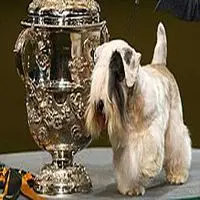 A photograph of the Sealyham Terrier