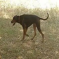 A photograph of the Serbian Hound