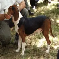 A photograph of the Serbian Tricolour Hound