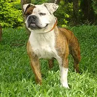 A photograph of the Serrano Bulldog