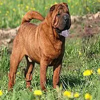 A photograph of the Shar Pei