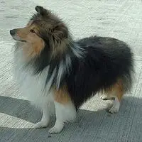 A photograph of the Shetland Sheepdog