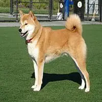 A photograph of the Shiba Inu