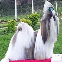 A photograph of the Shih Tzu