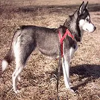 A photograph of the Siberian Husky