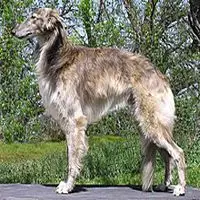 A photograph of the Silken Windhound