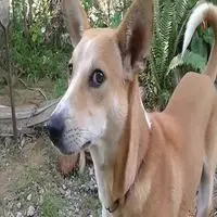 A photograph of the Sinhala Hound