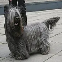 A photograph of the Skye Terrier