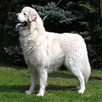 A photograph of the Slovak Cuvac